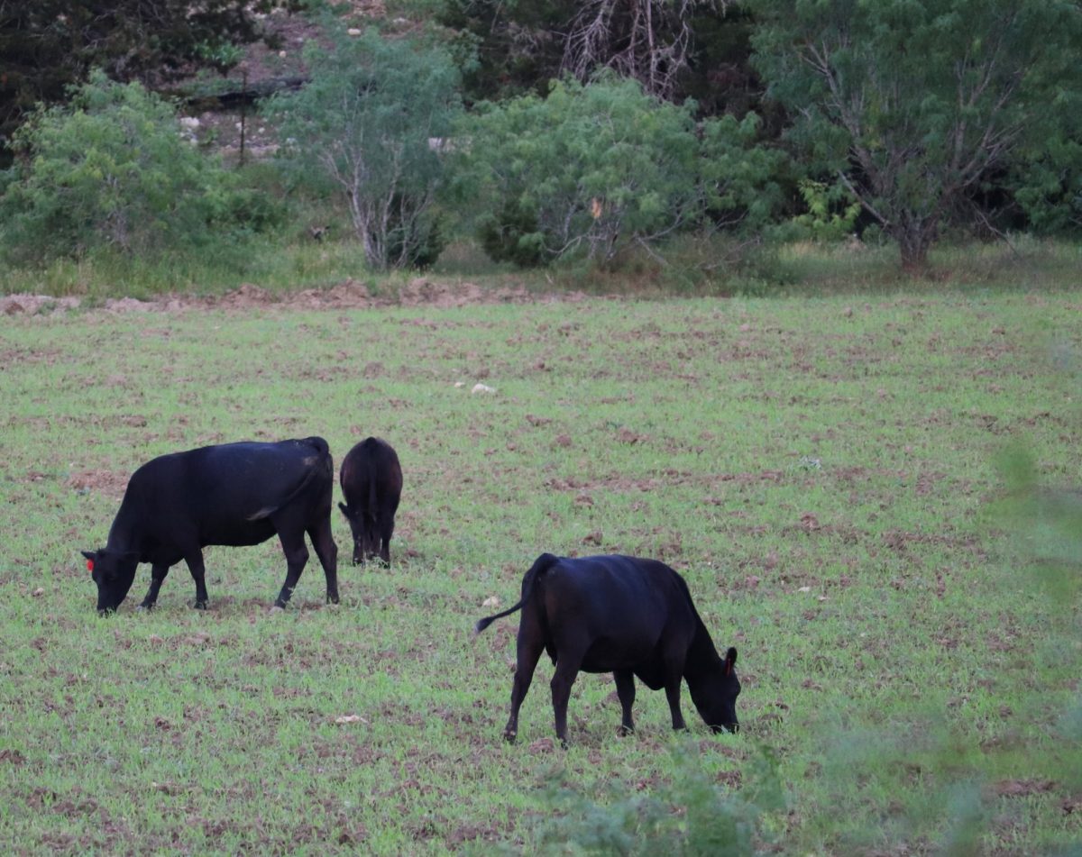 Johnson's neighbors: Cows in the pasture next to the school. 